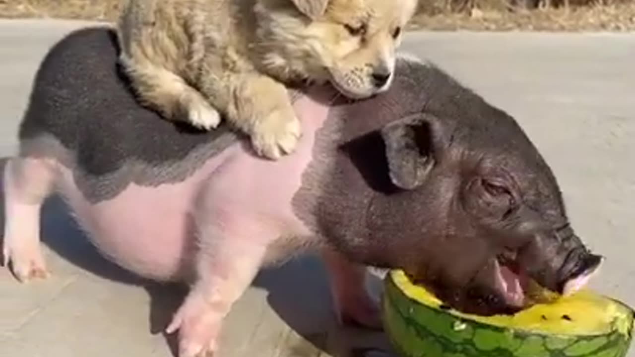 Most Funny - Cutest baby animals Videos Compilation | Cute moment of the animals