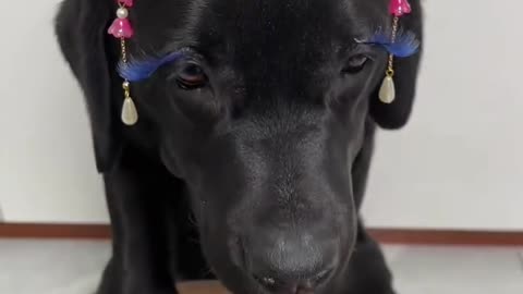 Tag someone who needs to see this! 🐕🐾💖#animals #shorts#animals #pets #viralvideo