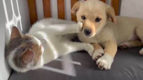 Heartwarming Cat And Puppy Bonding Moments ! Too Cute To Miss!
