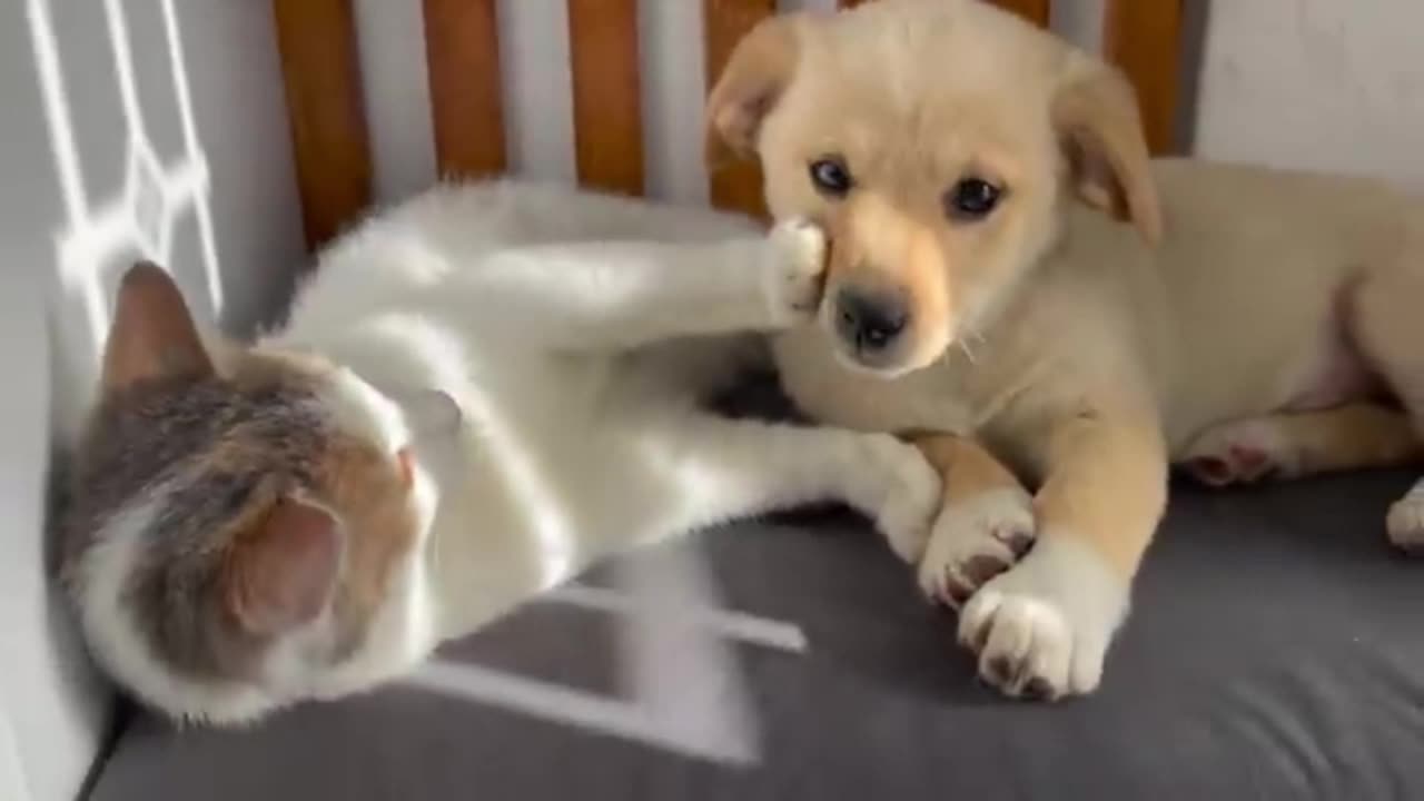 Heartwarming Cat And Puppy Bonding Moments ! Too Cute To Miss!