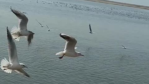 Beautiful birds flying