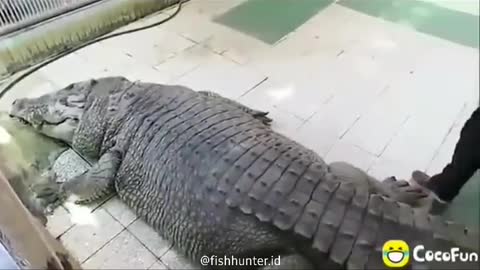 This is a beautiful and charming water-dwelling species