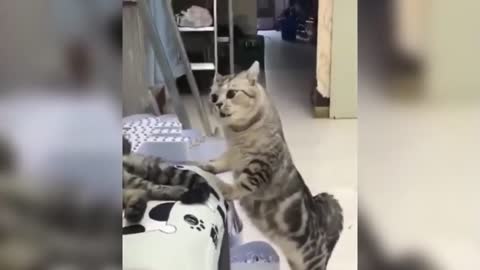 Funniest Animals - 202 Best Funny Animals Compilation - You will NOT miss this
