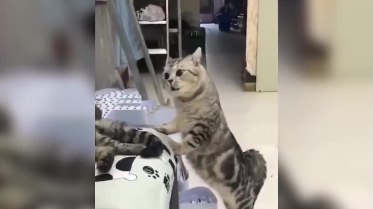 Funniest Animals - 202 Best Funny Animals Compilation - You will NOT miss this