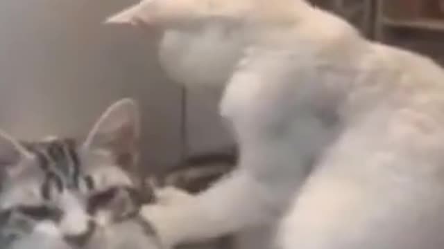 funny cats and dogs
