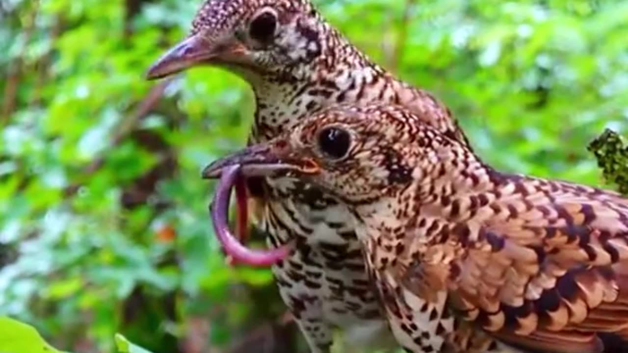 Beautiful Parents Birds Feeding Her Chicks