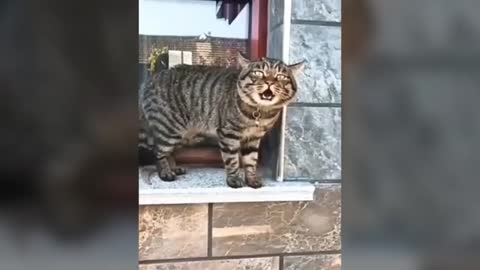 The cutest cat can talk like human! Unbelievable#viral #cutes