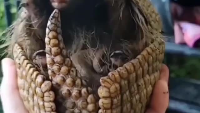 The amazing animal