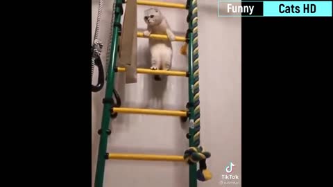 Funny moments of lovely kitty