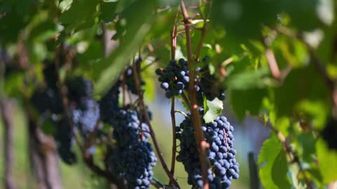 A bunch of black grapes