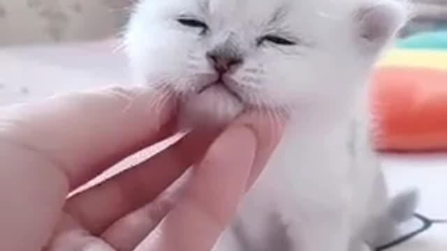 Cute litte cat massaging