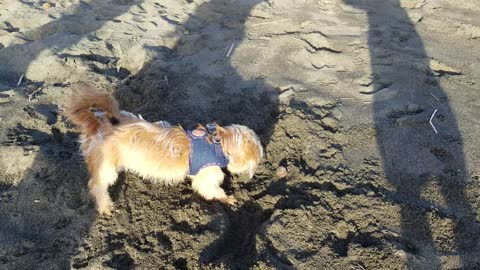 dog at the beach