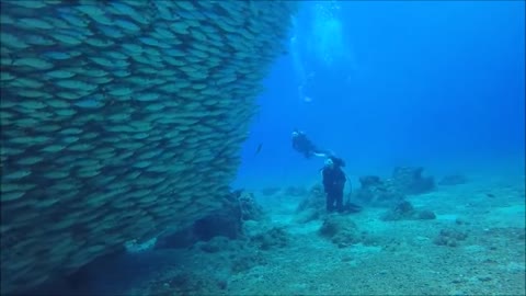 Diver records a Million of fish