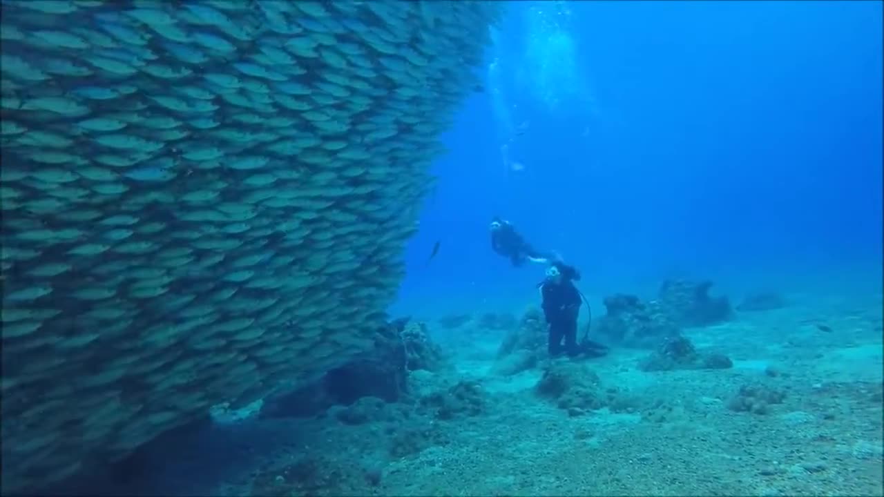 Diver records a Million of fish