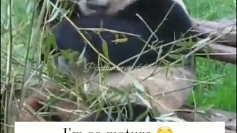 CUTE PANDA 🐼 Smart Panda