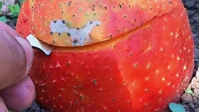 intimidated. Blade chopping / swallow returning