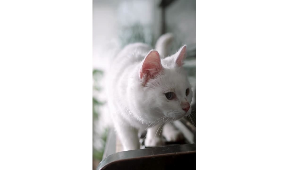cat walk on keyboard
