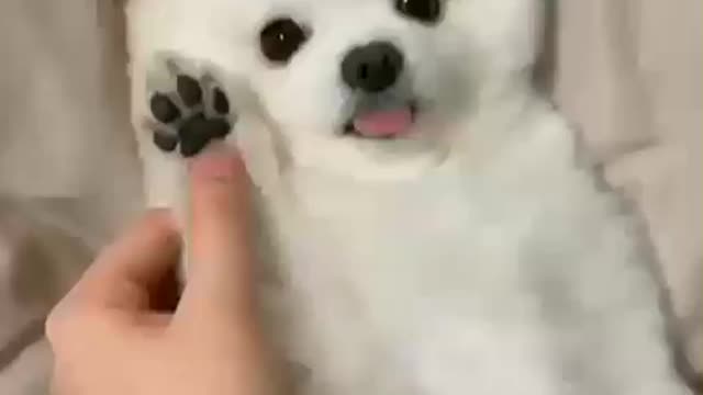 This is from dialing our little dog