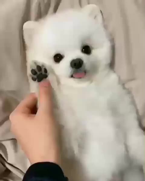 This is from dialing our little dog