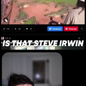 Crocodile's Strange Lunch #shorts #cats #funny #hilarious #boring #work #working