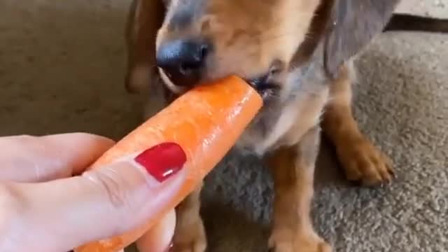 Cute Puppy Eating Carrots