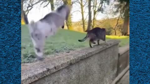 Viral top cats funny video