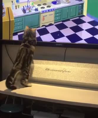 Cat television and film