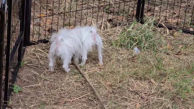 Maltipom Puppies Playing