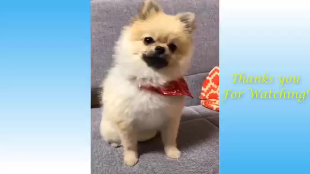 Cute funny dogs nd πΊπππowner of the best friend videos