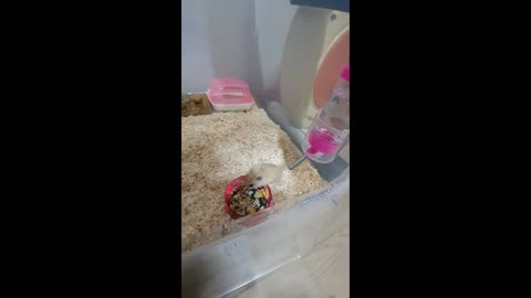 Baby hamster with a new home