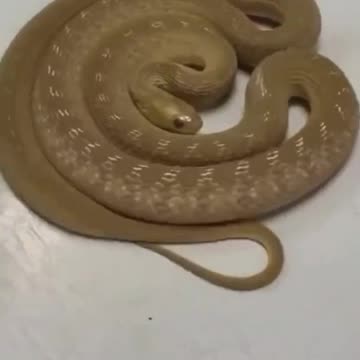 Snake labyrinth exists? check it out!