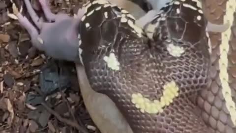 Two headed snake eating rat its crazy