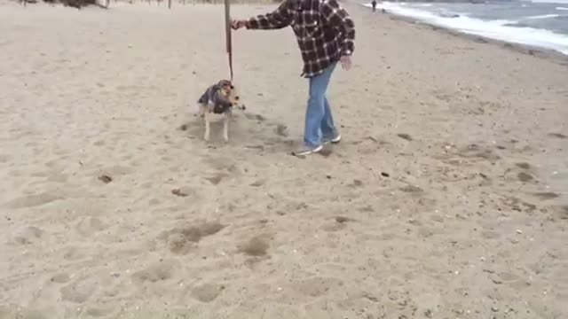 My Dad and his Greyhound Dog Having Fun at the Beach