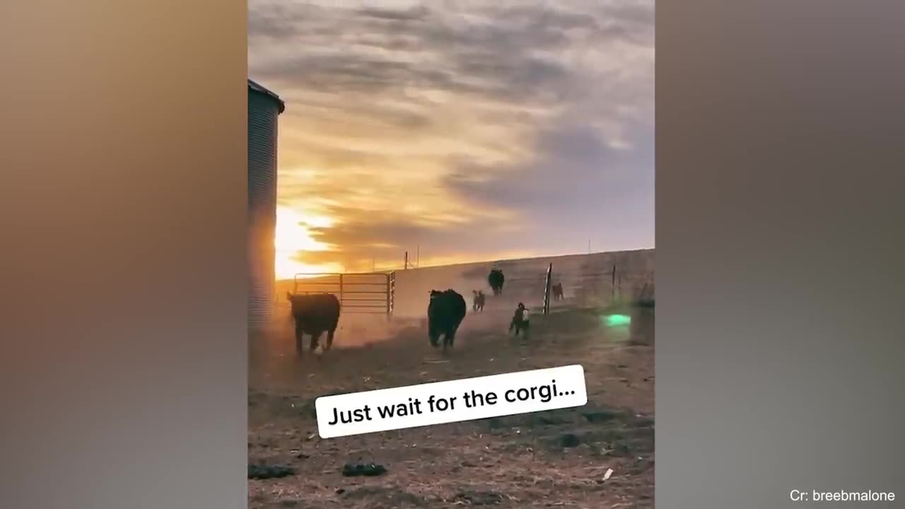 Funny dogs 😂🐕 best moments 😄