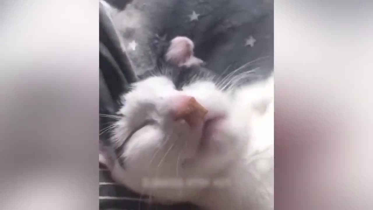 Funny animals Video