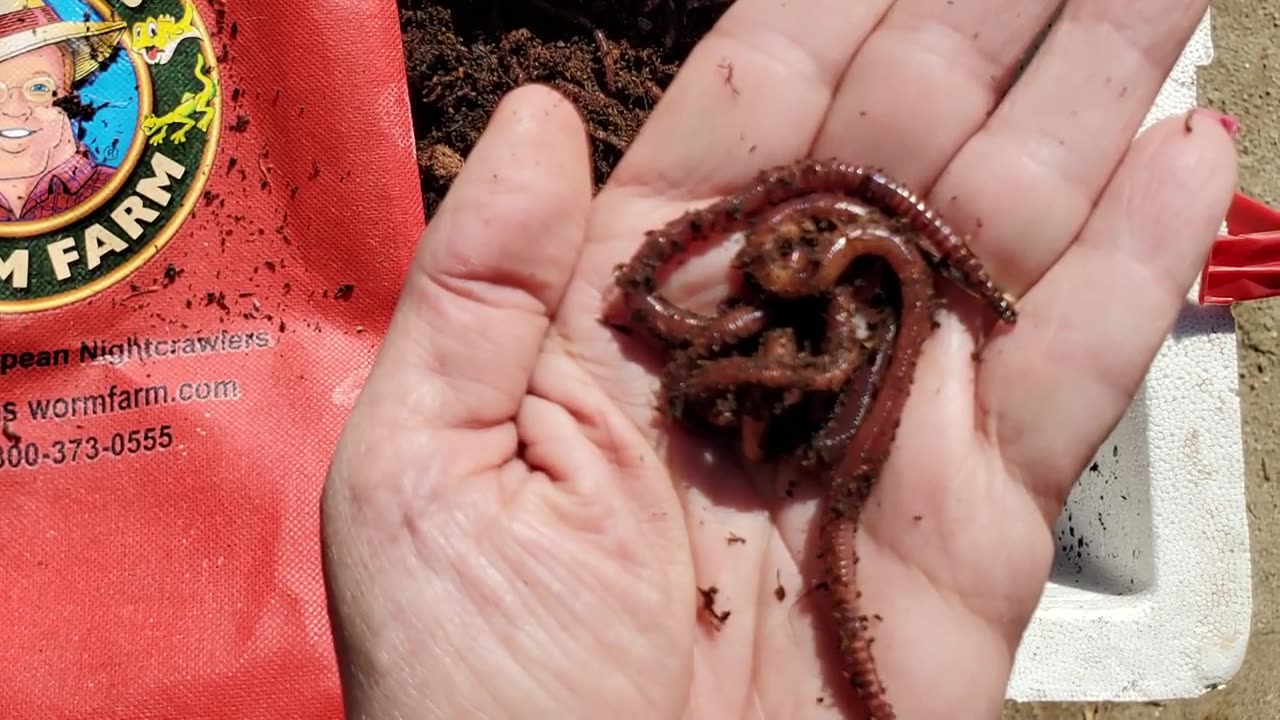 Worms For Composting Bin - Super Red European Night Crawlers