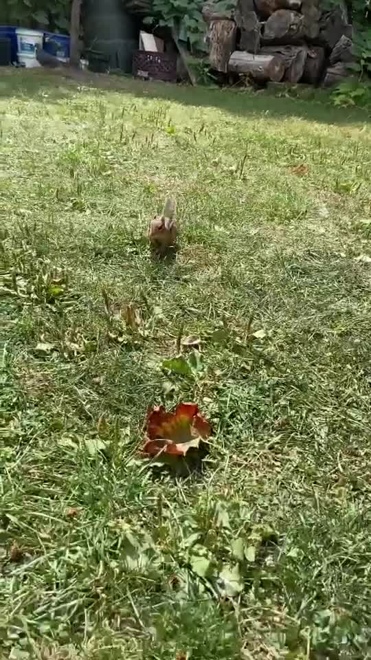 Beautiful Squirrel No 4 Short Animal Video Cute Animals