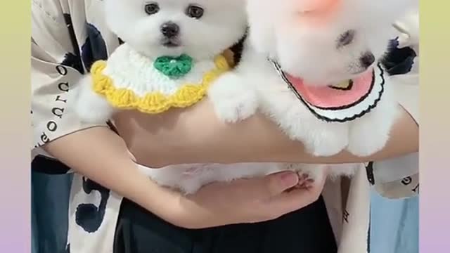 Cute and Funny Dog Videos Compilation, #18 #shorts