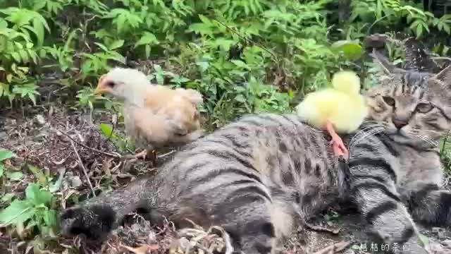 cat and duck
