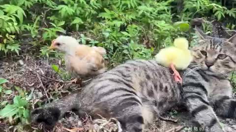 cat and duck