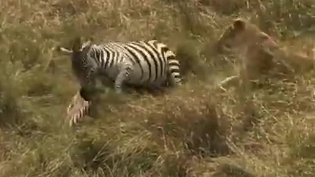 Zebra mother delivered a nasty kick to a lion trying to eat her baby,The power of motherhood