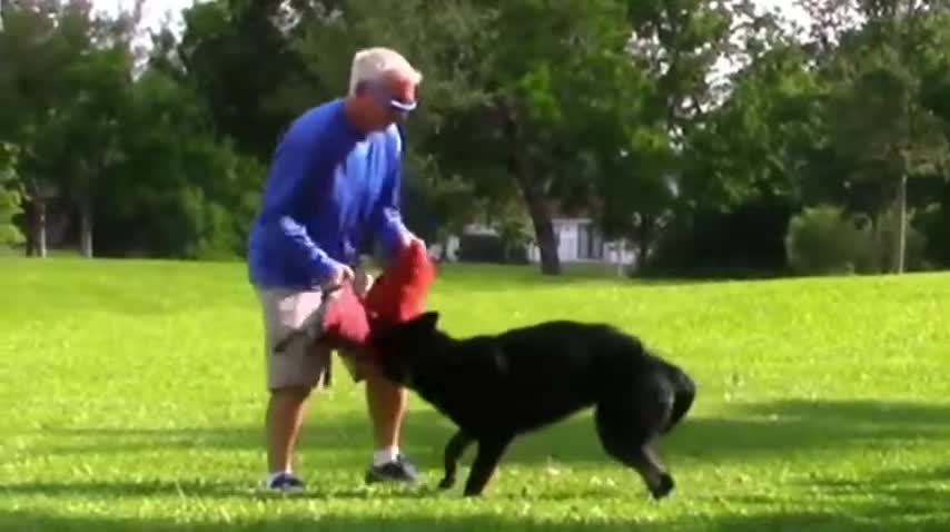 how to training a dogs became aggresive