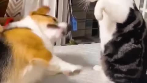 Cute fight between dog and cat