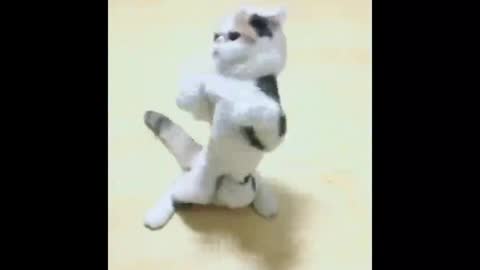 The dance of the cat