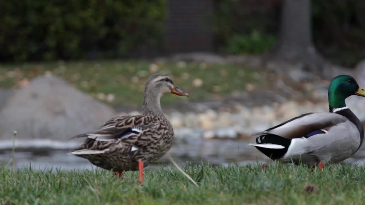 A Male and Female Duck Waddle Around Together