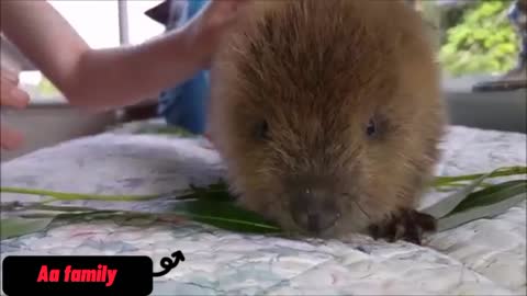 Square is eating grass🐿️☘️ (love animal)