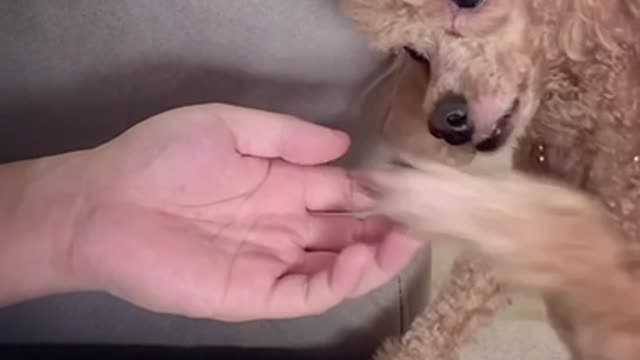 My dog checks his paw before hand shake with me