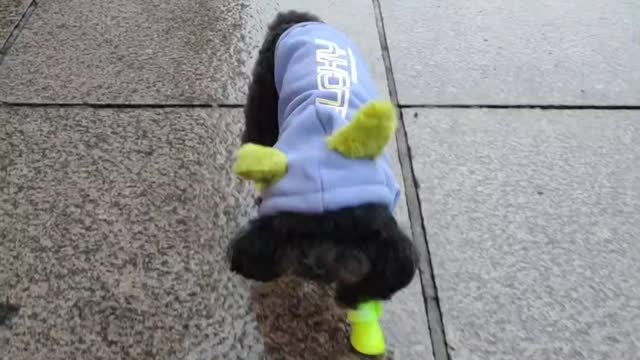 puppy