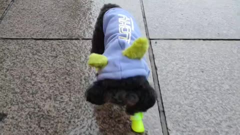 puppy