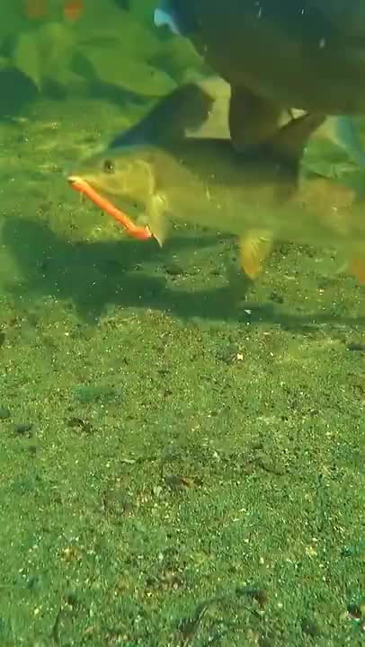 #short Amazing Lures Fishing ( Big Fish ) Videos 🐋 Fishing Tiktok 🆗mp4[.mp4